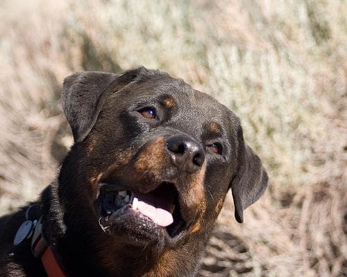 Rottweiler
