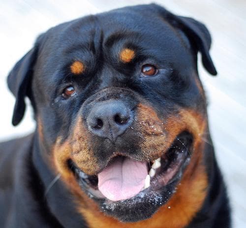 Rottweiler