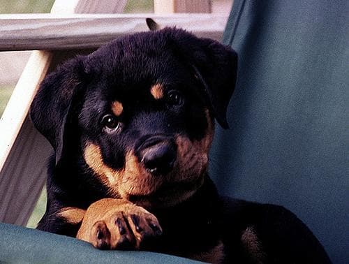 Rottweiler