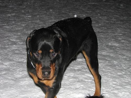Rottweiler