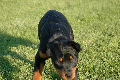 Rottweiler