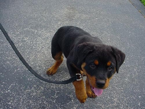 Rottweiler
