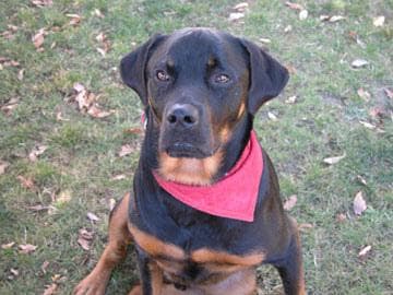 Rottweiler