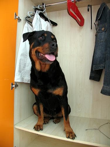 Rottweiler