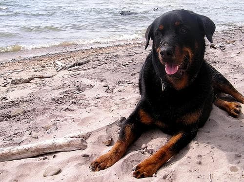 Rottweiler