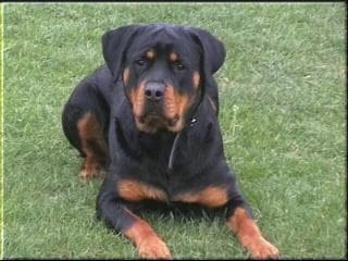 Rottweiler