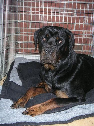 Rottweiler
