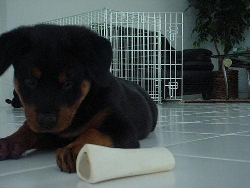 Rottweiler