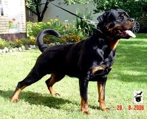 Rottweiler