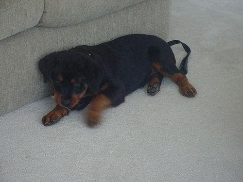 Rottweiler
