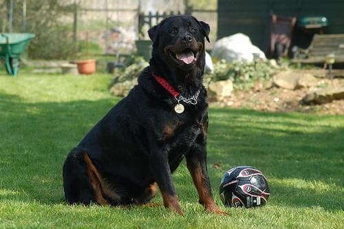 Rottweiler
