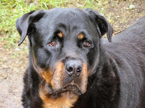 Rottweiler