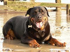 Rottweiler