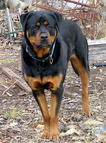 Rottweiler