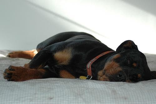 Rottweiler