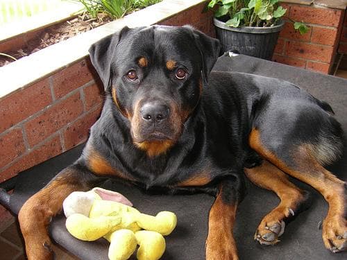 Rottweiler