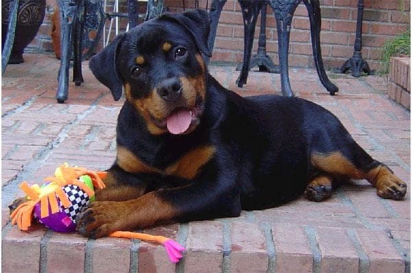 Rottweiler