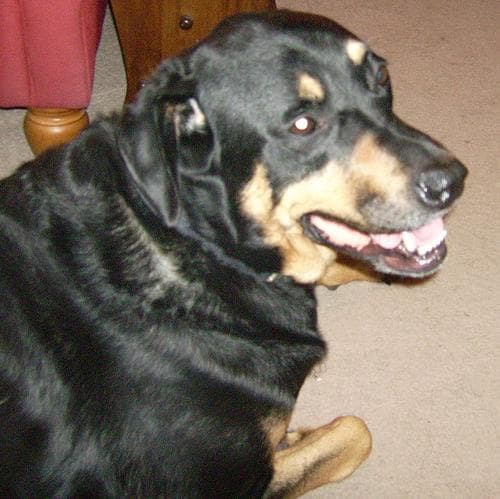 Rottweiler