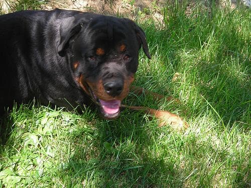 Rottweiler