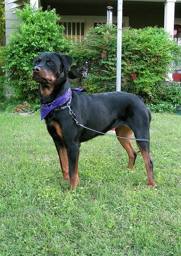 Rottweiler