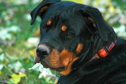 Rottweiler