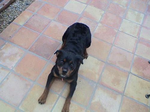 Rottweiler