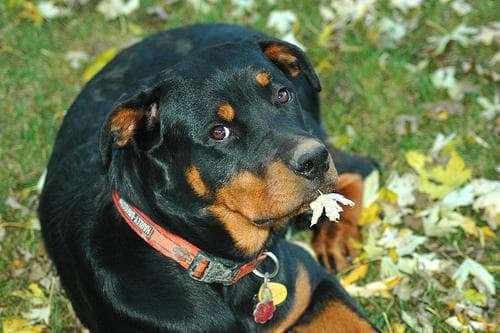 Rottweiler