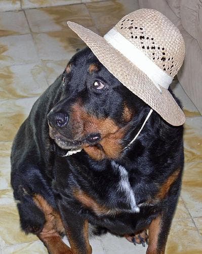 Rottweiler