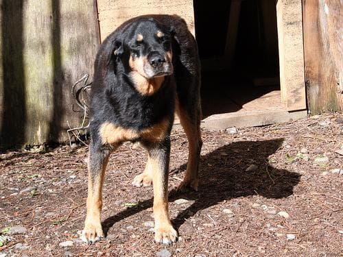 Rottweiler