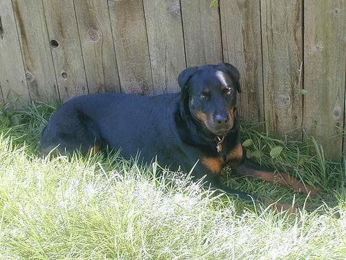 Rottweiler