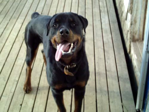 Rottweiler