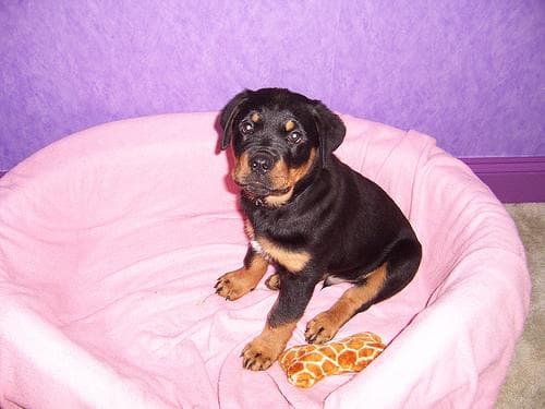 Rottweiler