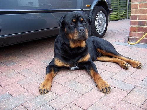 Rottweiler