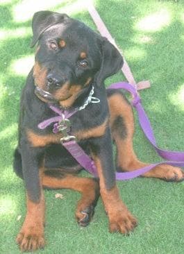 Rottweiler