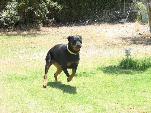 Rottweiler