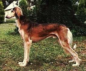 Saluki