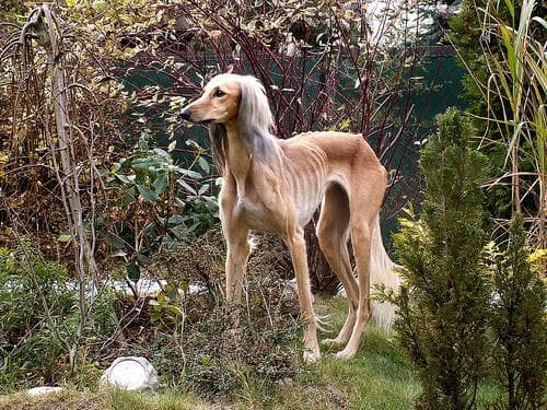 Saluki