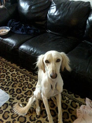 Saluki