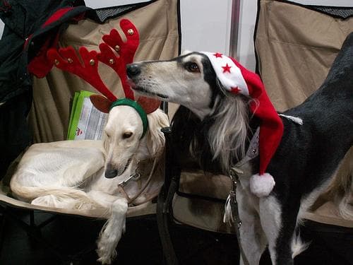 Saluki