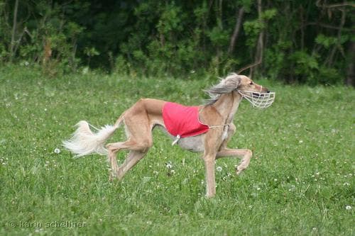Saluki
