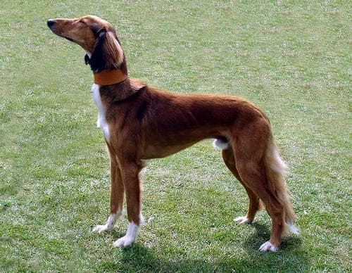 Saluki