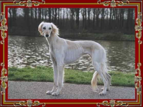 Saluki