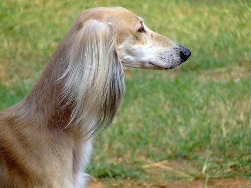 Saluki