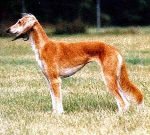 Saluki