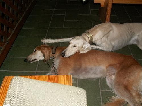 Saluki
