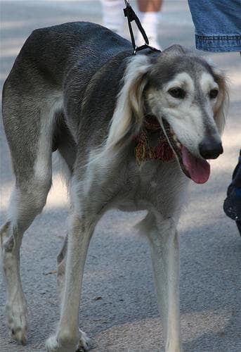 Saluki