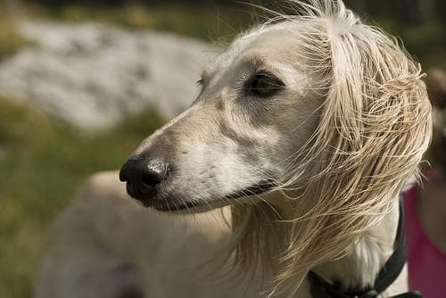 Saluki