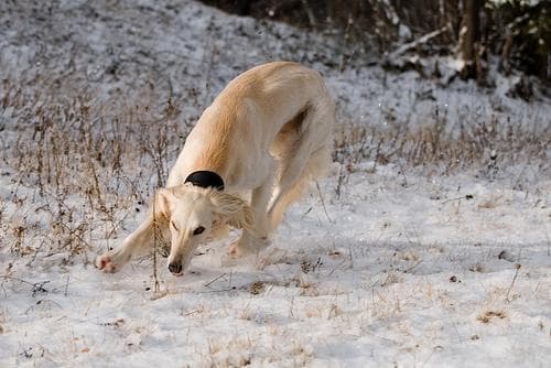 Saluki