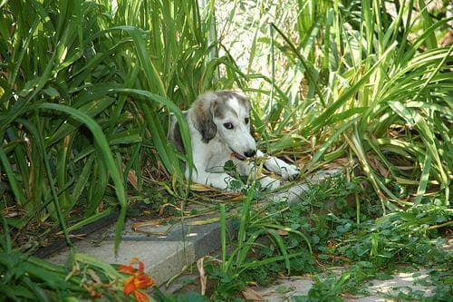 Saluki