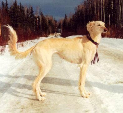 Saluki